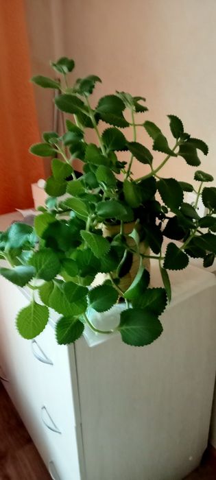 Продам алоэ Вера ,лекарственный