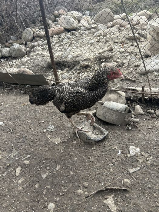 Даканка тулачка