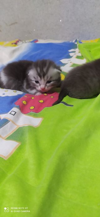 fold mushukchalarimiz sotiladi rasmdagi onasi dastafka bor