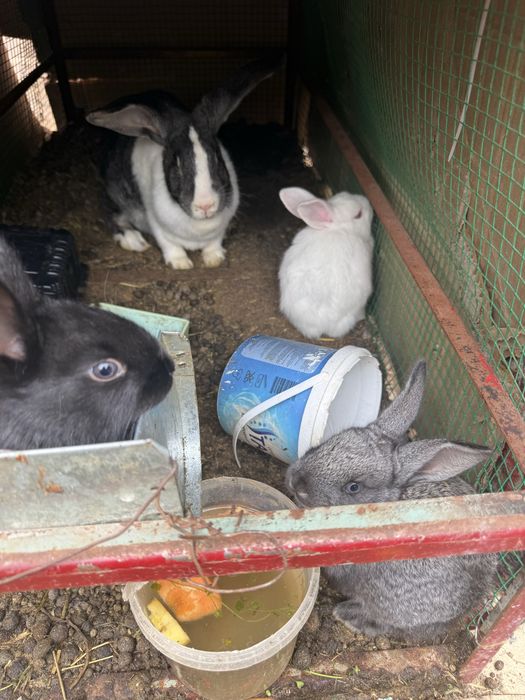 Quyon va quyonchalar