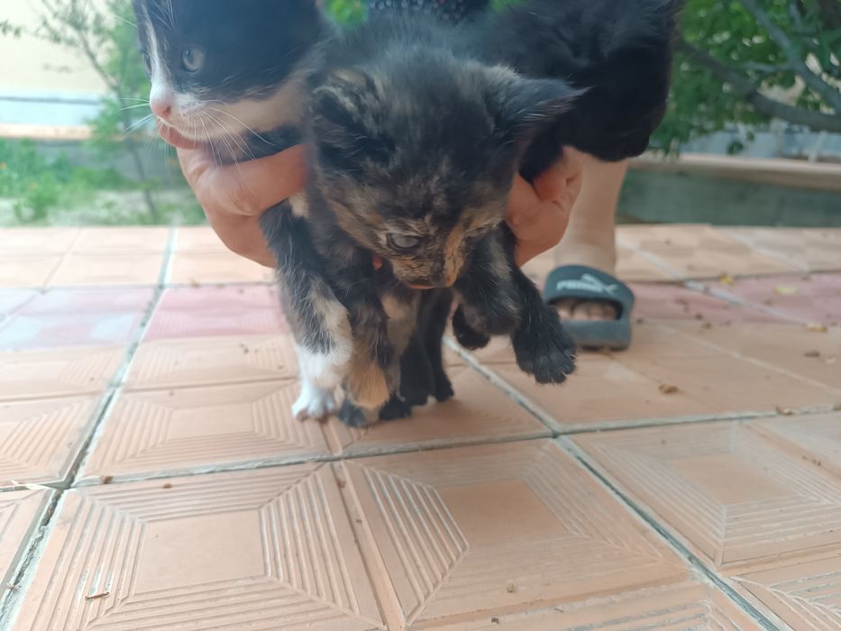 Отдаём Кошку и котят в хорошие руки