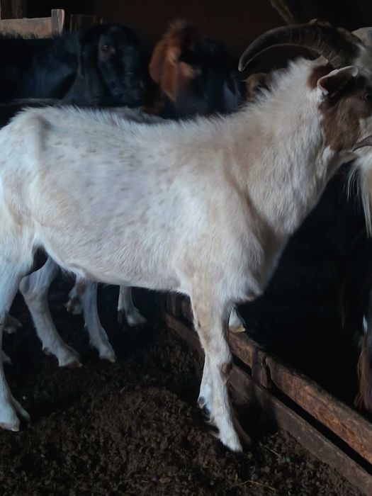 Vând țap metis boer