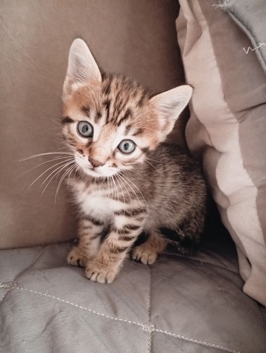 Бенгальские котята