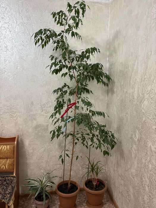 Фикус бенджамина