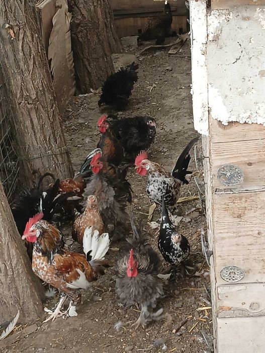 Cocosi pitici vârstă 5 luni