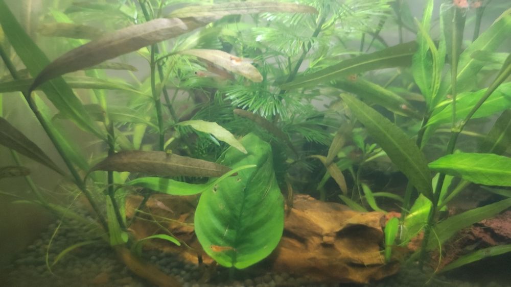 Аквариум с криветками и растениями
