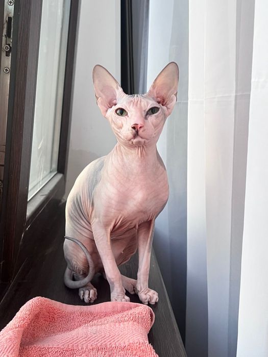 Вязка кошки ПЕТЕРБОЛД сфинкс