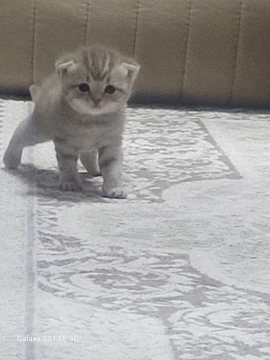 Продам котят шотландских