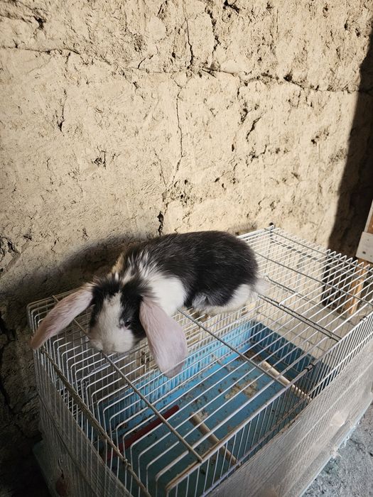 Француский баран