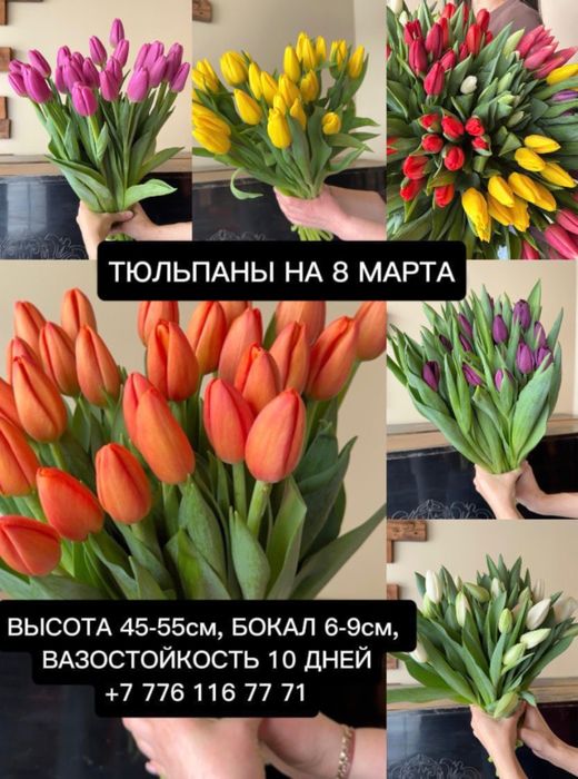 Тюльпаны в розницу  800
