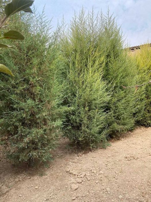 Арчалар Ёлки  Archalar