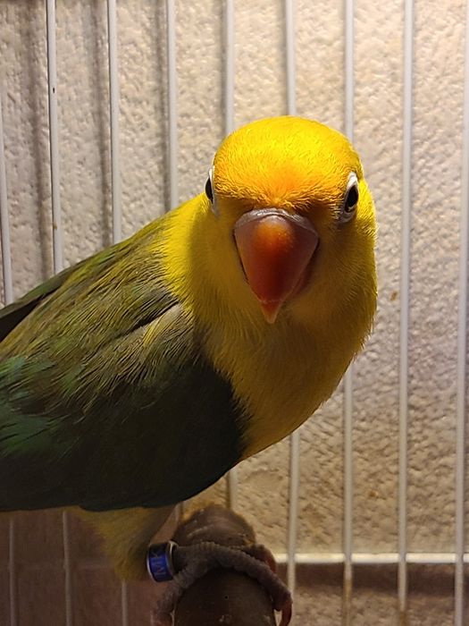 Папугай ,неразлучник 8 мес
