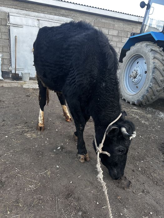 Черно-пестрая чисто кровная