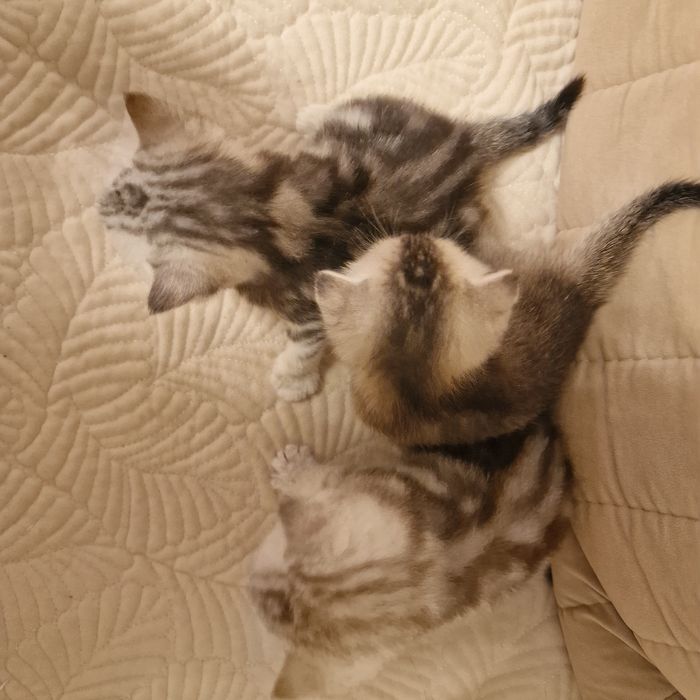 Продаются котятам