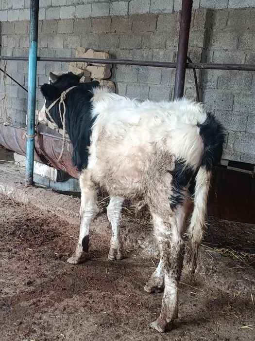 Буқа сатылады аа