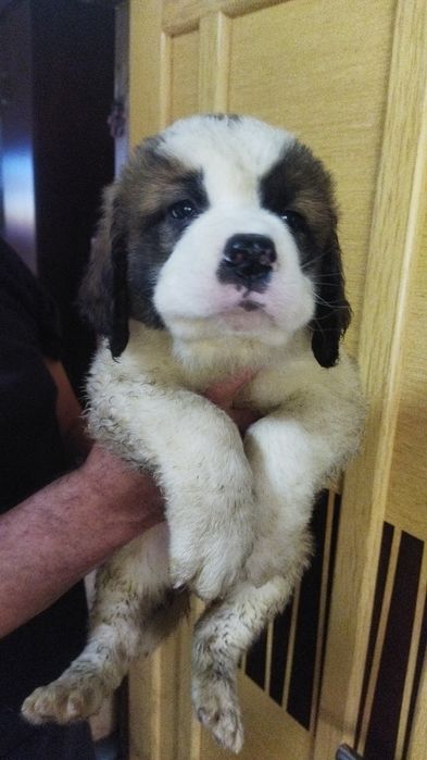 Сенбернары мальчики и девочки