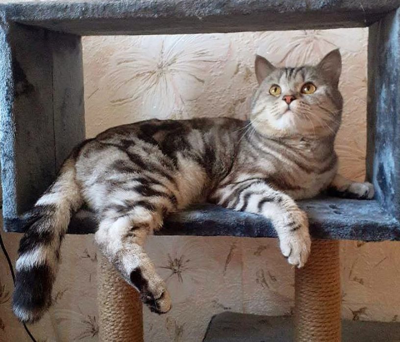 Кот, шотландский прямоухий