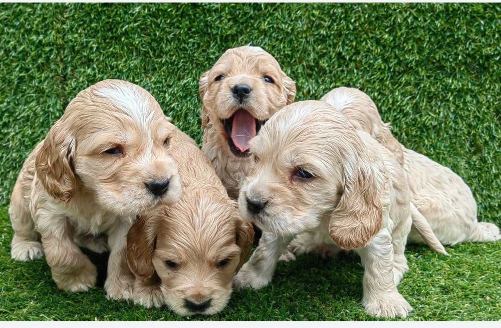 Продавам кокер шпаньол