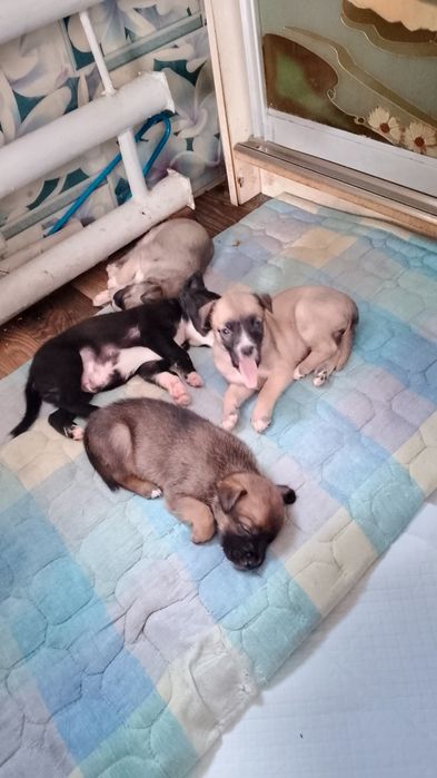 Отдам щенка срочно