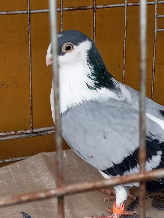 Vând porumbei Galateni Albastru și Negru