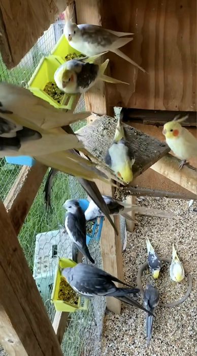 Vand papagali nimfa Constanta