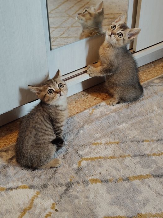 Котята от Шиншиллы Алматы