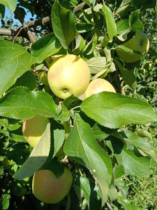 Продам Яблоки ОПТОМ