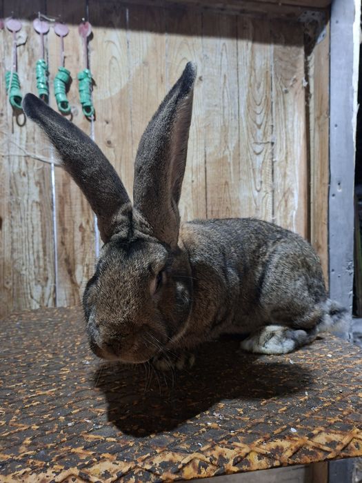 Vând iepuri Uriaș German Gri