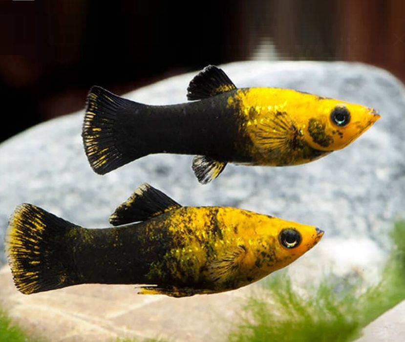 Продам рыбки мирный