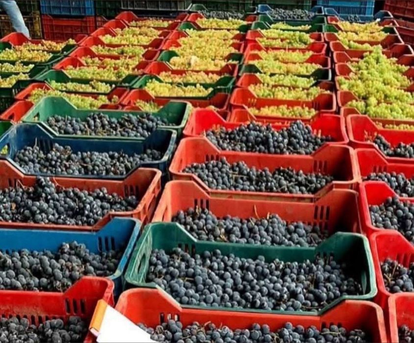 Struguri pentru vin