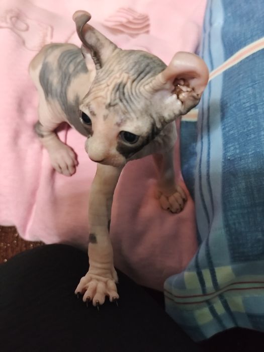 Котенок эльф каналец