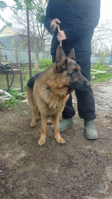 Кобель ищет невесту