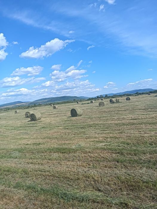 Baloti de fân vanzare