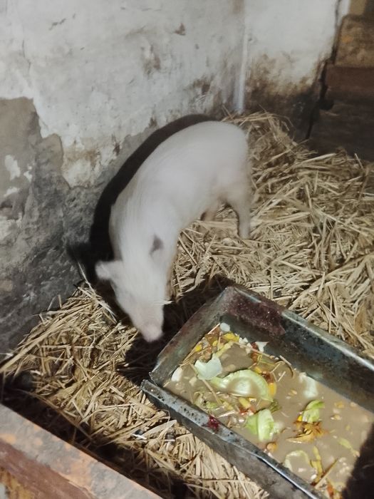 Продаю кабана племенного