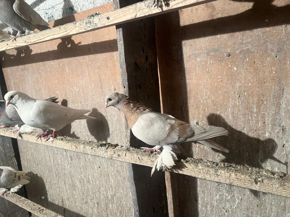 Продам голубку тасман