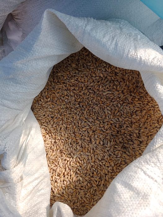 Ячмень пшеница за кг - 75 тг