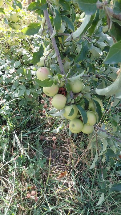Продам яблоки американка и золотой