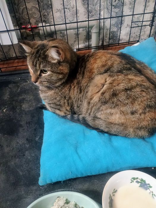 Отдам кота в добрые руки