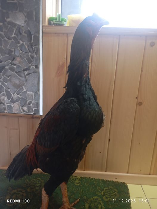 Дакан жужик шамо