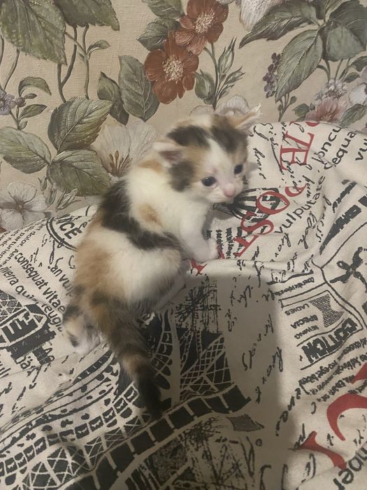 Котята от сиамской кошки 2 мальчика 2 девочьки