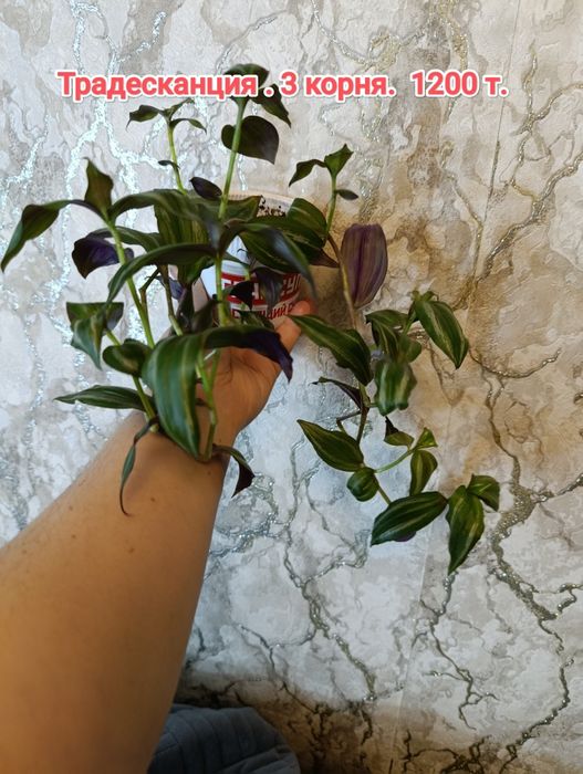 Традесканция и др  растения