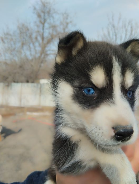 Щенки Сибирской хаски