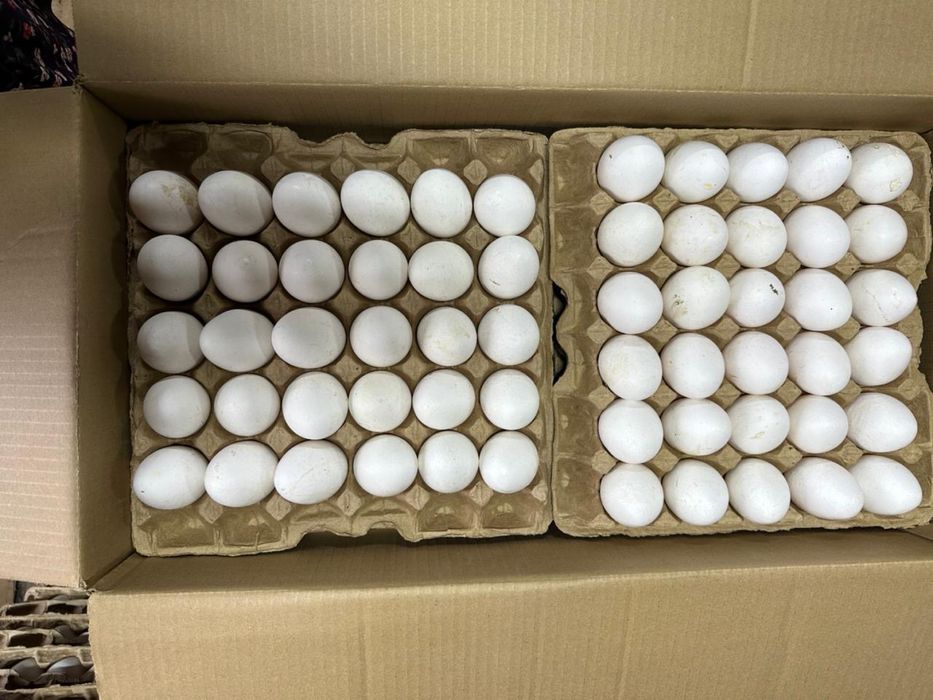 Яйца особые крупные