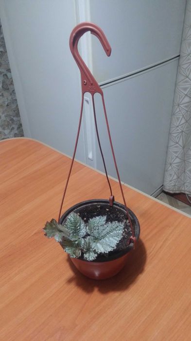 Бегония декоративнолистная