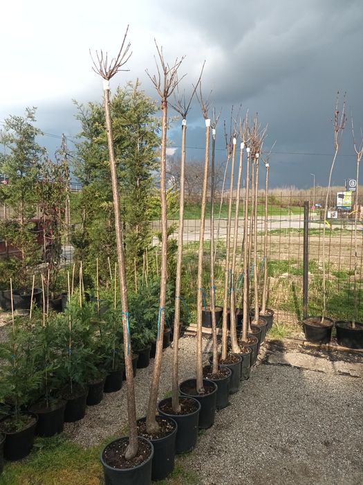 Catalpa globulara 200+ cm/ copaci ornamentali/ plante/ umbra