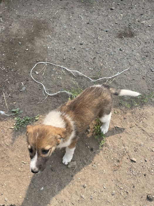 Отдам щенка в хорошие руки