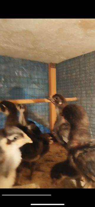 Кора шахзода жужалари