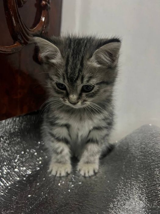Британские короткошёрстные котята