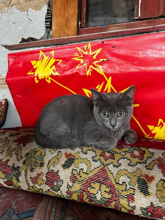 Отдам бесплатно котят