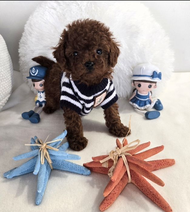 Пудел той Poodle toy родословие генетични тестове на родителите